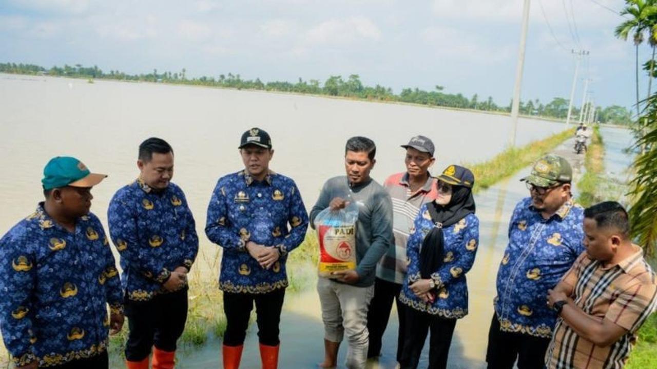 13 Ribu Hektare Persawahan di Serdang Bedagai Terdampak Banjir, Petani Terancam Puso