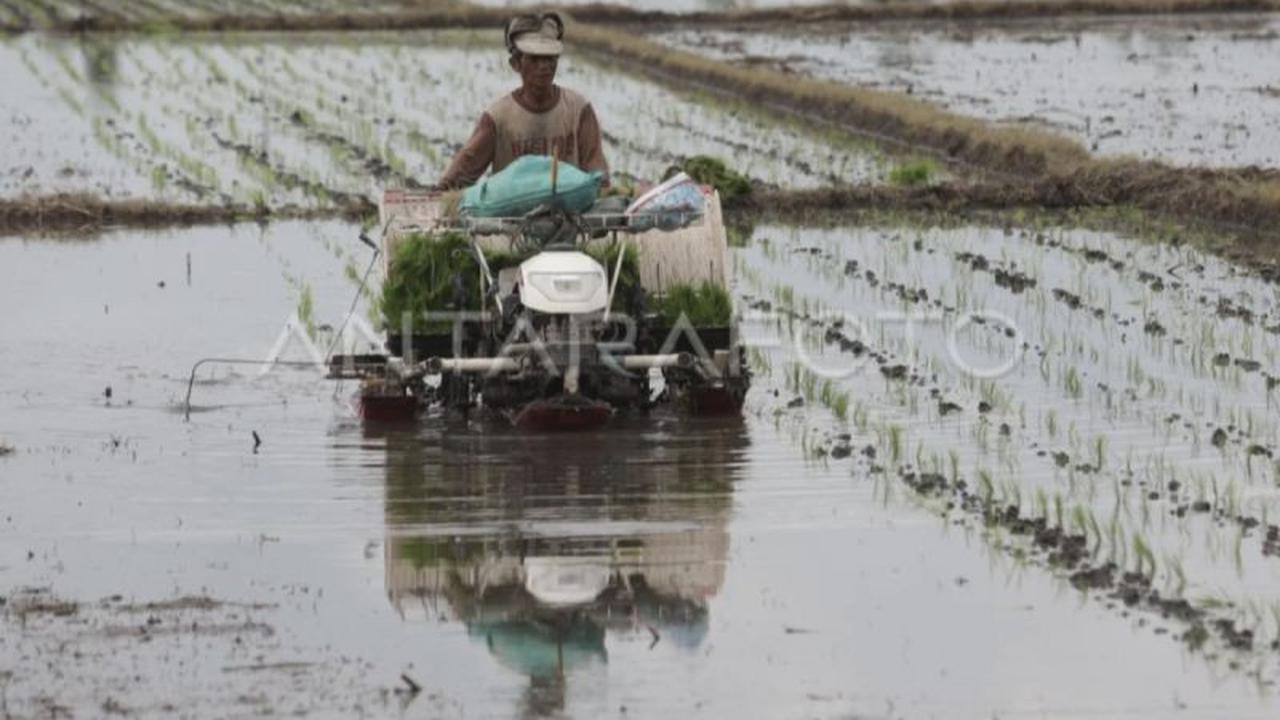 Pemkab Kotim Optimistis Tuntaskan 733 Hektare Proyek Cetak Sawah dalam Tiga Bulan