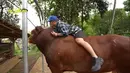 Irfan begitu senang bisa mendapatkan sapi yang sangat besar dengan berat lebih satu ton. Setelah itu, Irfan langsung melakukan video call dengan sang ibu apakah suka dengan sapi tersebut. [Youtube/deHakims channel]