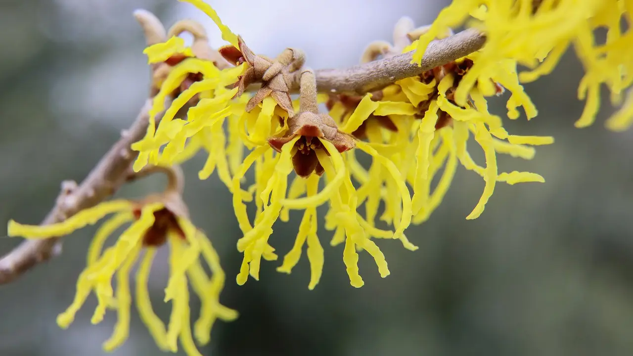 Witch hazel