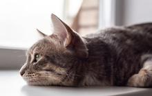 Cara Mengusir Kucing Tanpa Melukai, Aman dan Ampuh