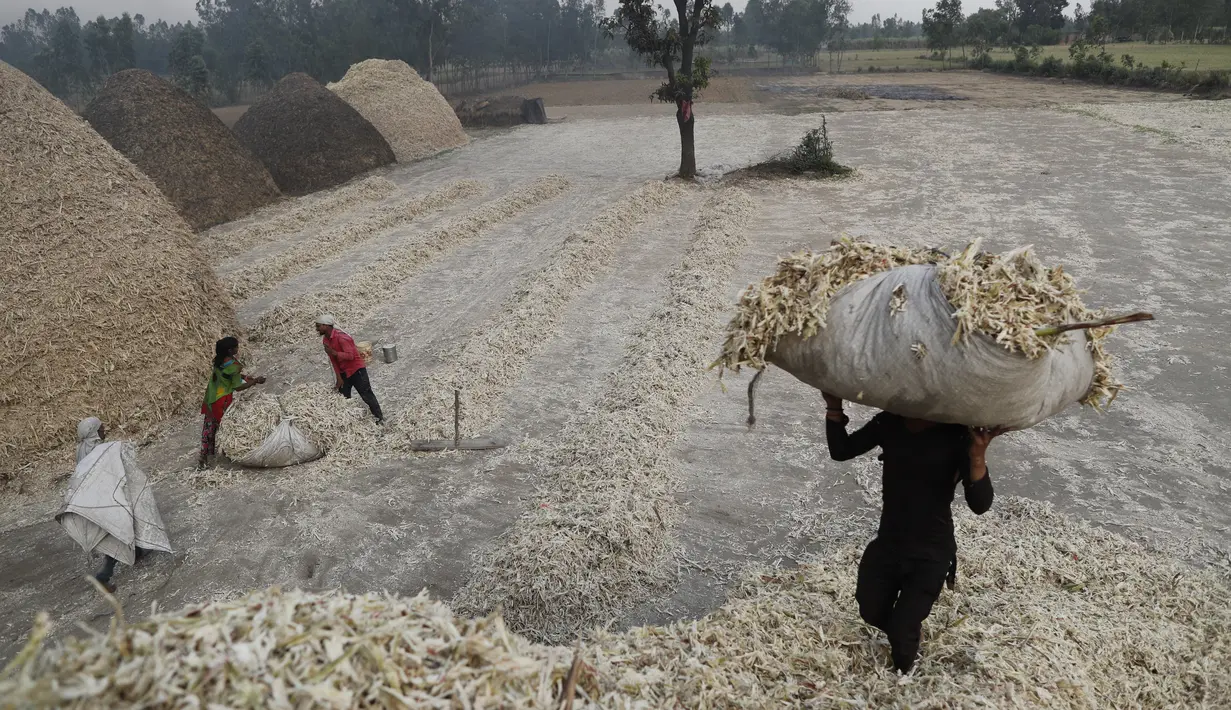 Pekerja membawa serat tebu setelah mengekstrak sarinya untuk membuat gula merah di pinggiran Bareilly, India, Selasa (23/3/2021).  Jaggery adalah gula tradisional yang tidak dimurnikan yang dikonsumsi di banyak bagian Asia, terbuat dari molase tebu dan nira kurma. (AP Photo/Rajesh Kumar Singh)