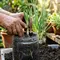 Cara Menanam Daun Bawang dari Batang, Panduan Lengkap agar Cepat Tumbuh dan Panen Berulang