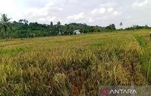 Berau Lindungi Pertanian dari Ancaman Kemarau Panjang, Produksi Padi Tetap Optimal