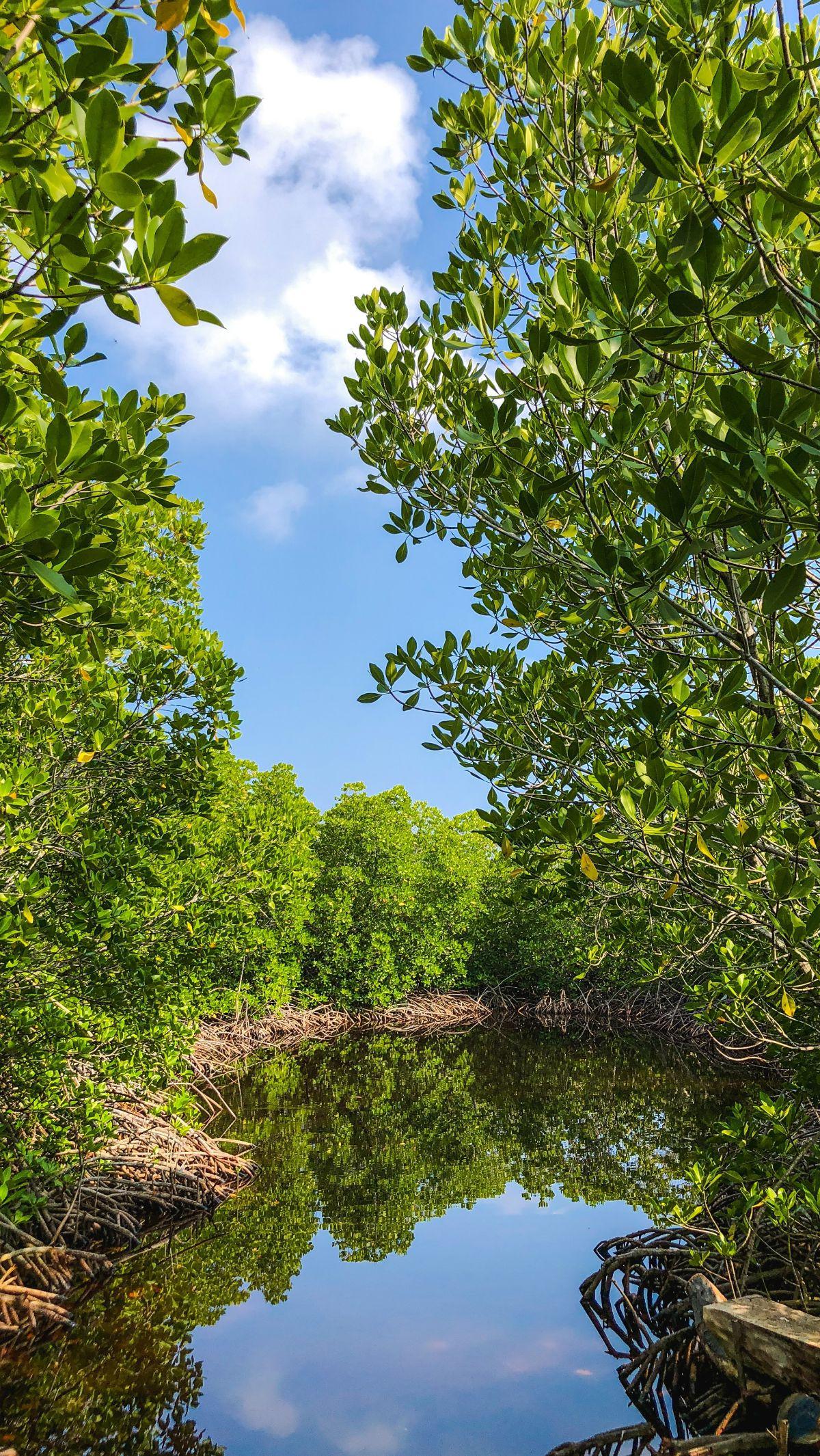 Di tengah hingar-bingarnya sebagai salah satu kota terbesar di Indonesia, ternyata Surabaya juga memiliki berbagai wisata mangrove yang asri. Beberapa destinasi wisata mangrove itu bisa dijadikan pilihan untuk sekadar bersantai menikmati akhir pekan.