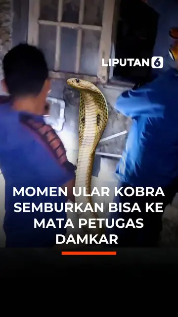 Momen Ular Kobra Semburkan Bisa ke Mata Petugas Damkar