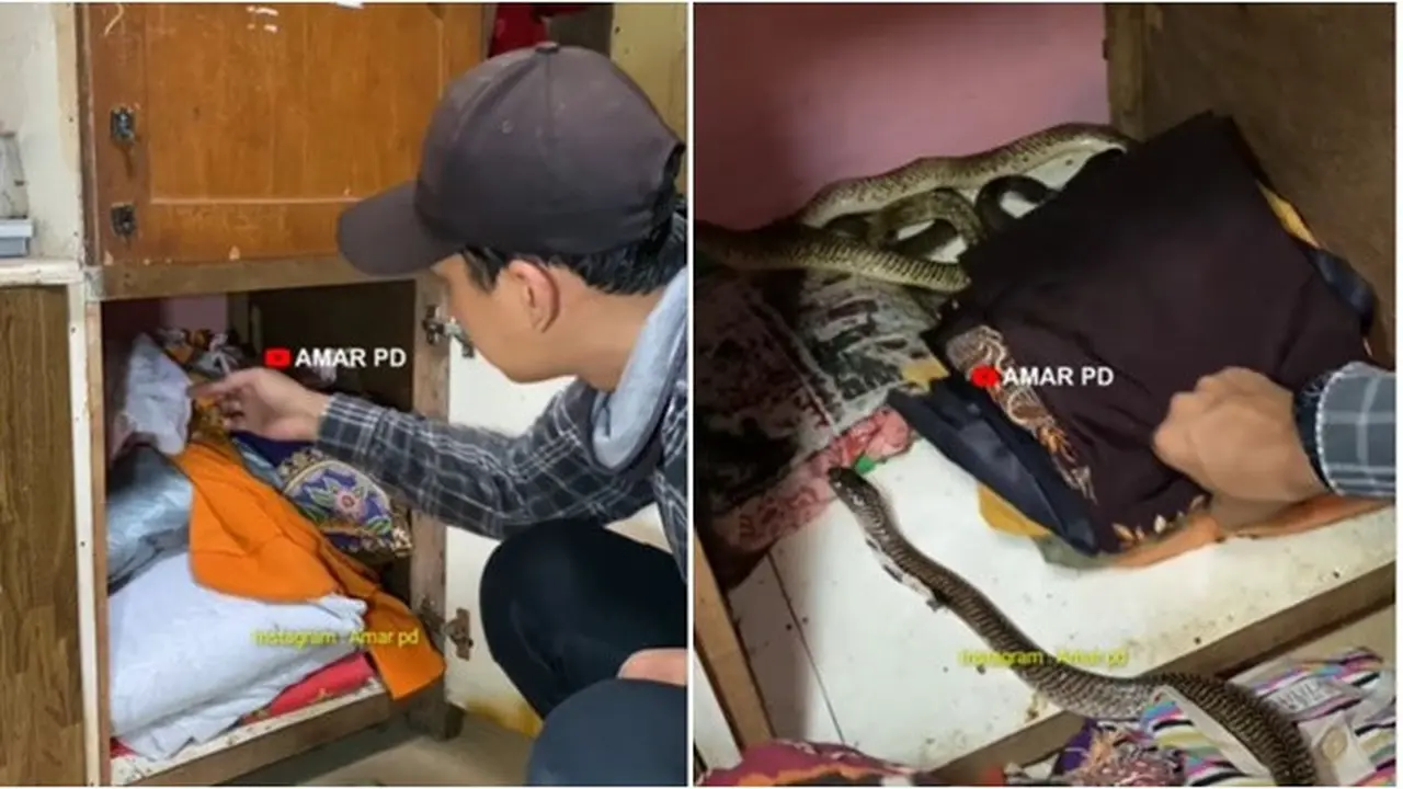 3 Ular Kobra Ditemukan Berkembang Biak dalam Lemari Baju, Diteror Suara Gaduh