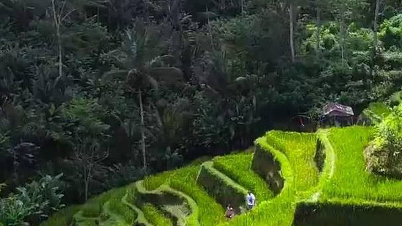 Reaksi Pemprov Bali, Filipina Comot Video Pemandangan Sawah di Ubud