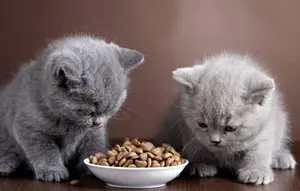 Pawrents Wajib Tahu! Ini Snack Kucing Kaya Nutrisi yang Disukai Banyak Anabul