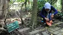 Peneliti Sofie Mursidawati mengecek jenis kelamin bunga Rafflesia Patma yang mekar di Kebun Raya Bogor, Jawa Barat, Minggu (15/9/2019). Parasit tidak berakar, tidak berdaun, dan tidak bertangkai itu bisa mekar sampai 2-3 hari. (merdeka.com/Arie Basuki)