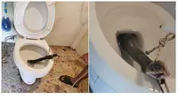 Pria Ini Menemukan Ular Kobra di Toilet Sebelum Menggunakannya, Bikin Merinding (SUmber: World of Buzz)
