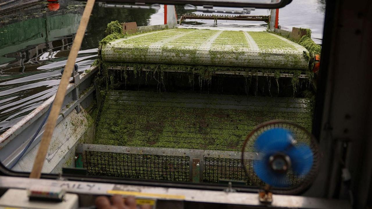 Sementara, petugas layanan kota dikerahkan untuk membersihkan gulma duckweed yang memenuhi permukaan kanal.

Ini terjadi setiap tahun dan mereka telah siap menghadapi gulma duckweed dengan menyediakan mesin pembersih.