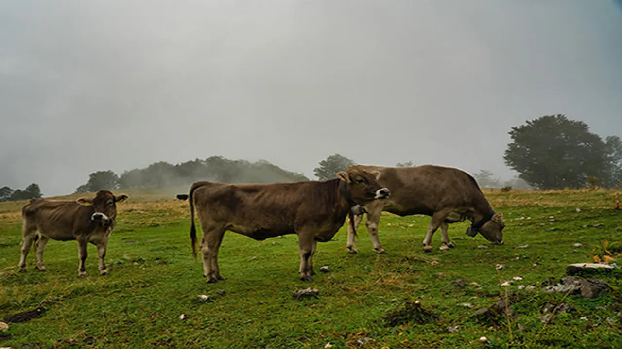 Ilustrasi sapi