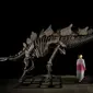 Kerangka dinosaurus langka terjual seharga USD 44,6 juta di Balai Lelang Sotheby’s New York. Ini menjadikan Stegosaurus ini fosil paling berharga yang pernah dilelang. foto:Sotheby's, Photo by Matthew Sherman