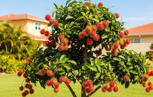 Panduan 12 Langkah Menanam Rambutan di Pekarangan Agar Tidak Membesar dan Tetap Lebat Buah