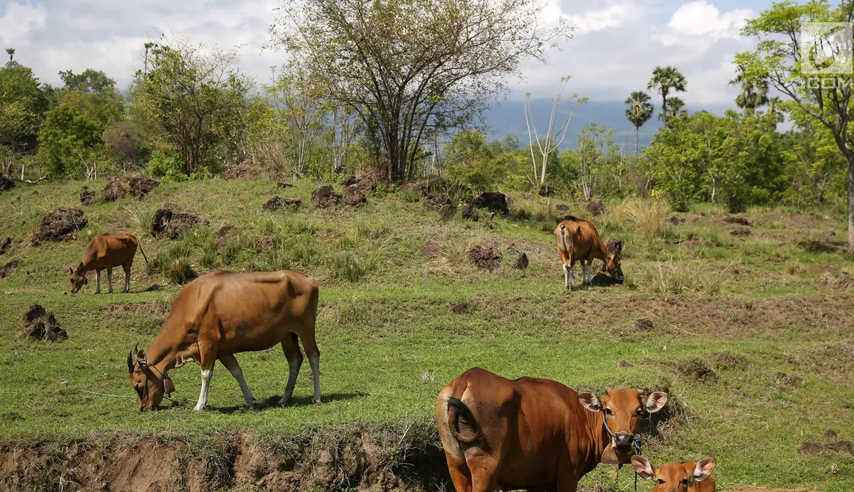Sejumlah sapi berada di jalur bekas lahar letusan Gunung Agung 1963 di Kubu, Karangasem, Bali, Kamis (7/12). Letusan Gunung Agung pada tahun 1963 menyisakan berbagai material di kawasan tersebut, seperti batu dan pasir. (Liputan6.com/Immanuel Antonius)