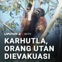 Karhutla, Orang Utan Dievakuasi