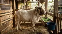 Berapa Harga Kambing Qurban 2026? Ini Detail dan Tips Memilih Sesuai Syariat