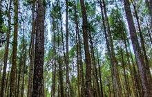 Izin Hutan Mandek, Ekspor Getah Pinus Aceh ke 26 Negara Terhenti