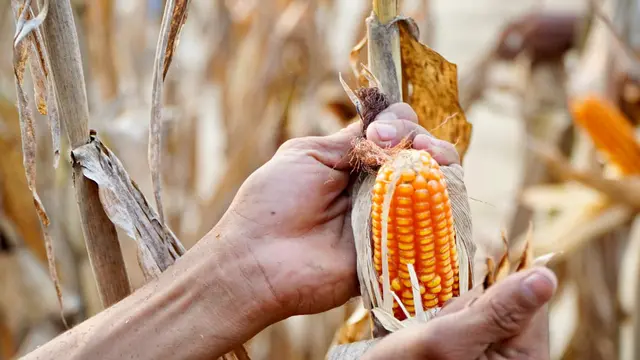 Indonesia menargetkan swasembada jagung. (Dok Kementan)