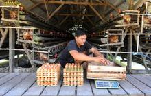 7 Cara Ternak Ayam Petelur Modal Rp1 Juta untuk Pemula, Mulai dari Pemilihan Bibit hingga Sukses Panen