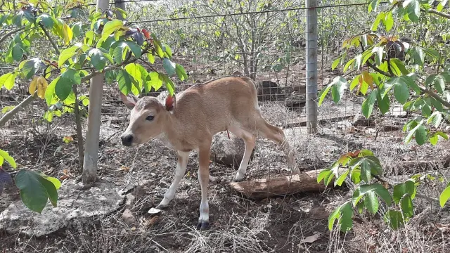 Imutnya Anak Banteng Jawa yang Lahir di Taman Nasional Baluran Jelang Tahun Baru Islam