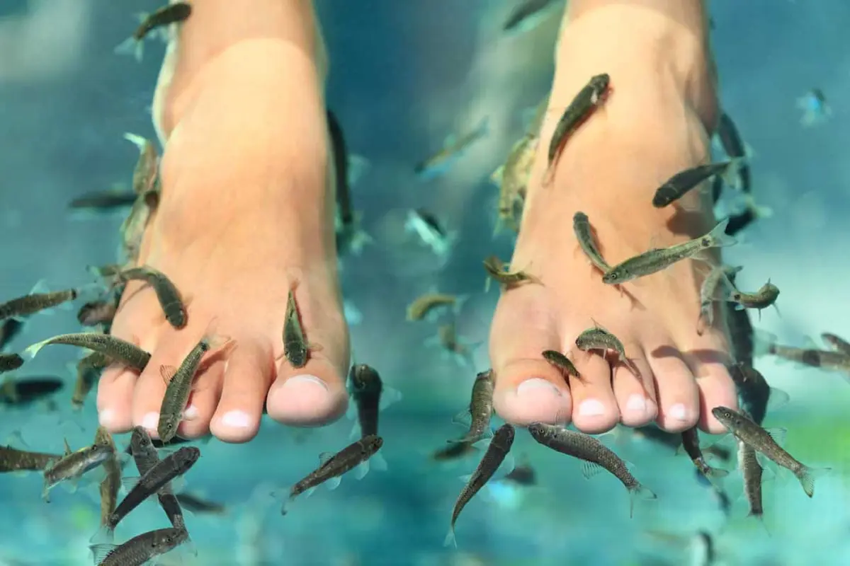 Fish Foot Spa Bisa Sebabkan HIV dan Hepatitis, Benarkah?
