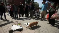 Misteri Kematian Massal Kucing-kucing di Singapura 5 Bulan Ini
