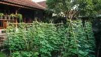 10 Model Kebun Sayur Rambat yang Bikin Halaman Terlihat Adem, Asri dan Tertata Rapi
