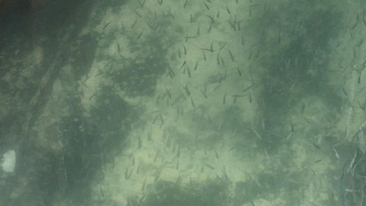 Ditutup karena Corona, Ini Potret Air Sungai di Venesia Jadi Jernih dan Bersih