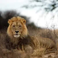 Ilustrasi Singa/https://unsplash.com/Ansie Potgieter