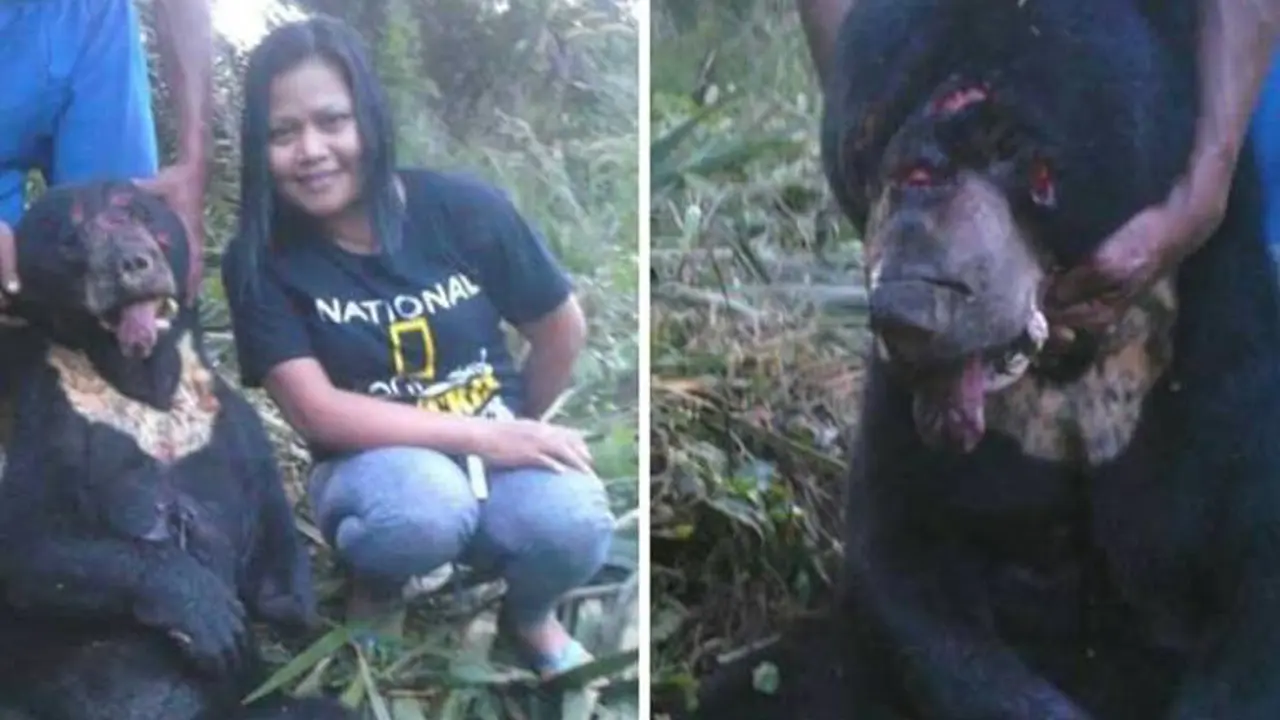 Sadis! Wanita Berkaos National Geographic Ini Tega Bunuh Beruang