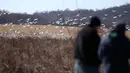 Orang-orang mengamati angsa salju di Kawasan Pengelolaan Satwa Liar Middle Creek, Lancaster County, Pennsylvania, Amerika Serikat, Sabtu (22/2/2020). Ribuan pengamat burung memenuhi Kawasan Pengelolaan Satwa Liar Middle Creek untuk menyaksikan migrasi angsa salju. (Xinhua/Qin Lang)