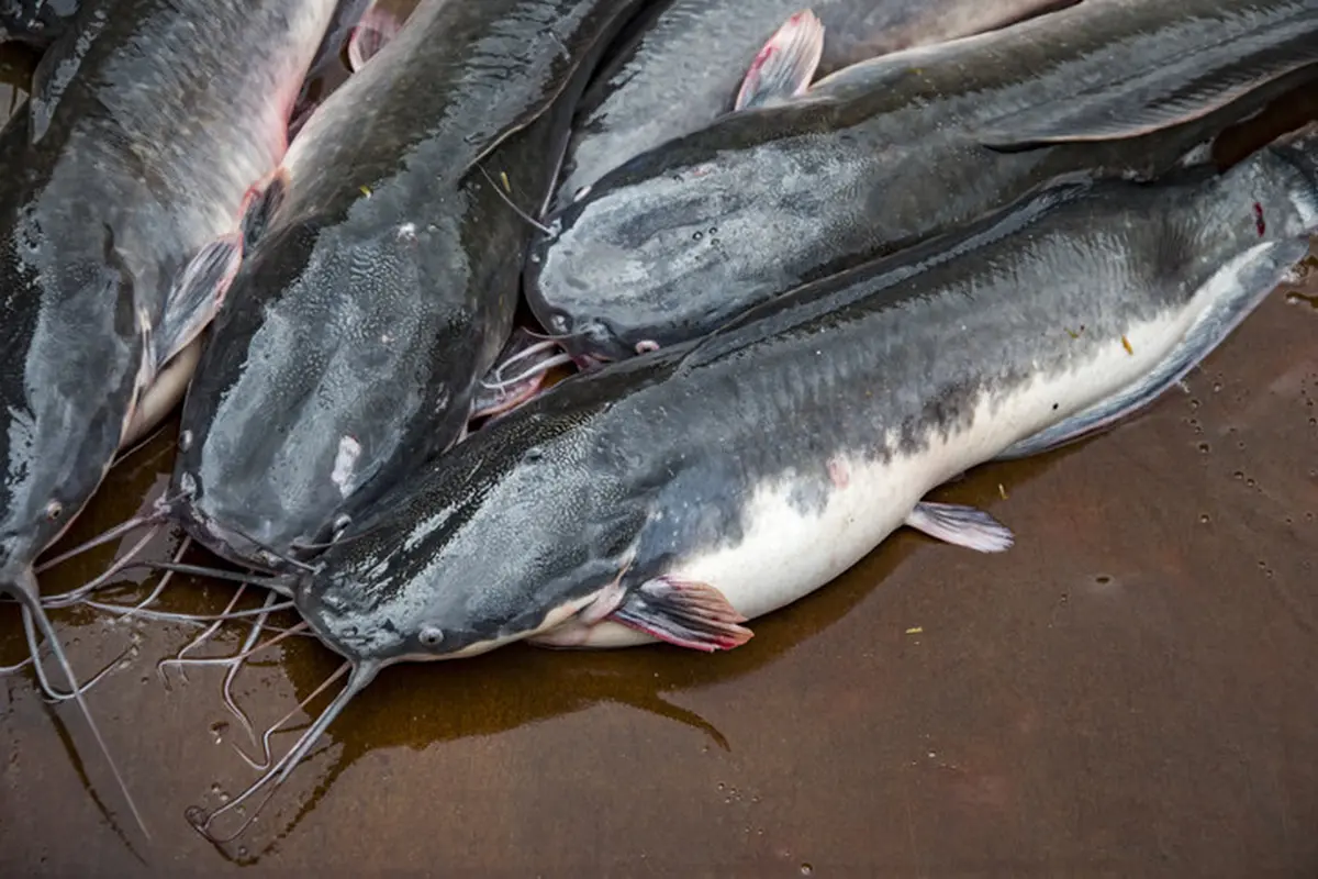 Ilustrasi ikan lele (Sumber: Istockphoto)