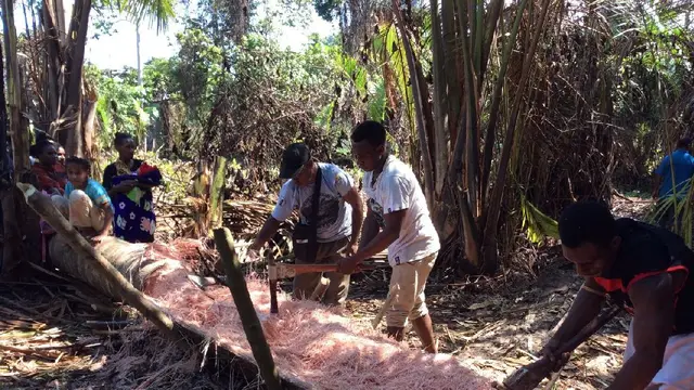 Cerita Ulat Bakar dari Pohon Kehidupan Warga Papua