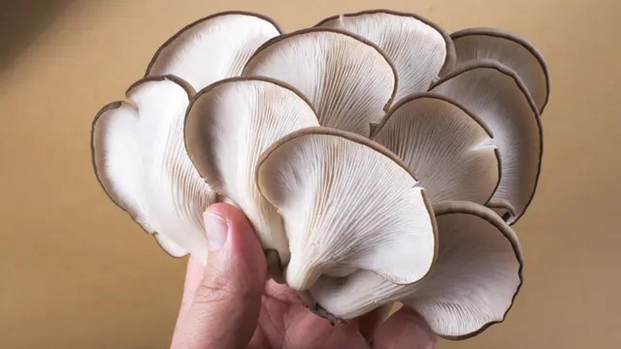 Cara Praktis Menyimpan Jamur Tiram Agar Tahan Lama di Kulkas