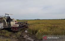 Bantuan Pupuk Petani Penajam Paser Utara: Perkuat Ketahanan Pangan dan Tekan Biaya Produksi