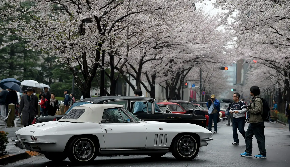 Pengunjung melihat mobil-mobil klasik di bawah Pohon Sakura termasuk 1965 Chevrolet Corvette Stingray (depan) selama Japan Classic Automobile 2016 di Tokyo, Jepang, Minggu (4/3). 32 mobil antik keluaran tahun lawas dipamerkan. (AFP/Toshifumi Kitamura)