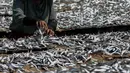 Seorang pekerja menjemur ikan saat proses pengasinan di kawasan Muara Angke, Jakarta, Senin (26/11). Nelayan mengaku produksi ikan asin mengalami penurunan, disebabkan terhambatnya proses pengeringan di musim hujan. (Liputan6.com/Faizal Fanani)