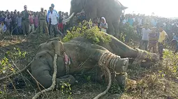 Gajah liar yang dijuluki Osama bin Laden terbaring setelah ditangkap oleh penduduk desa di Divisi Hutan Rongjuli, Distrik Goalpara, Assam, India, Selasa (12/11/2019). Penduduk desa menjulukinya Osama bin Laden karena telah mengamuk dan membunuh warga. (STR/AFP)