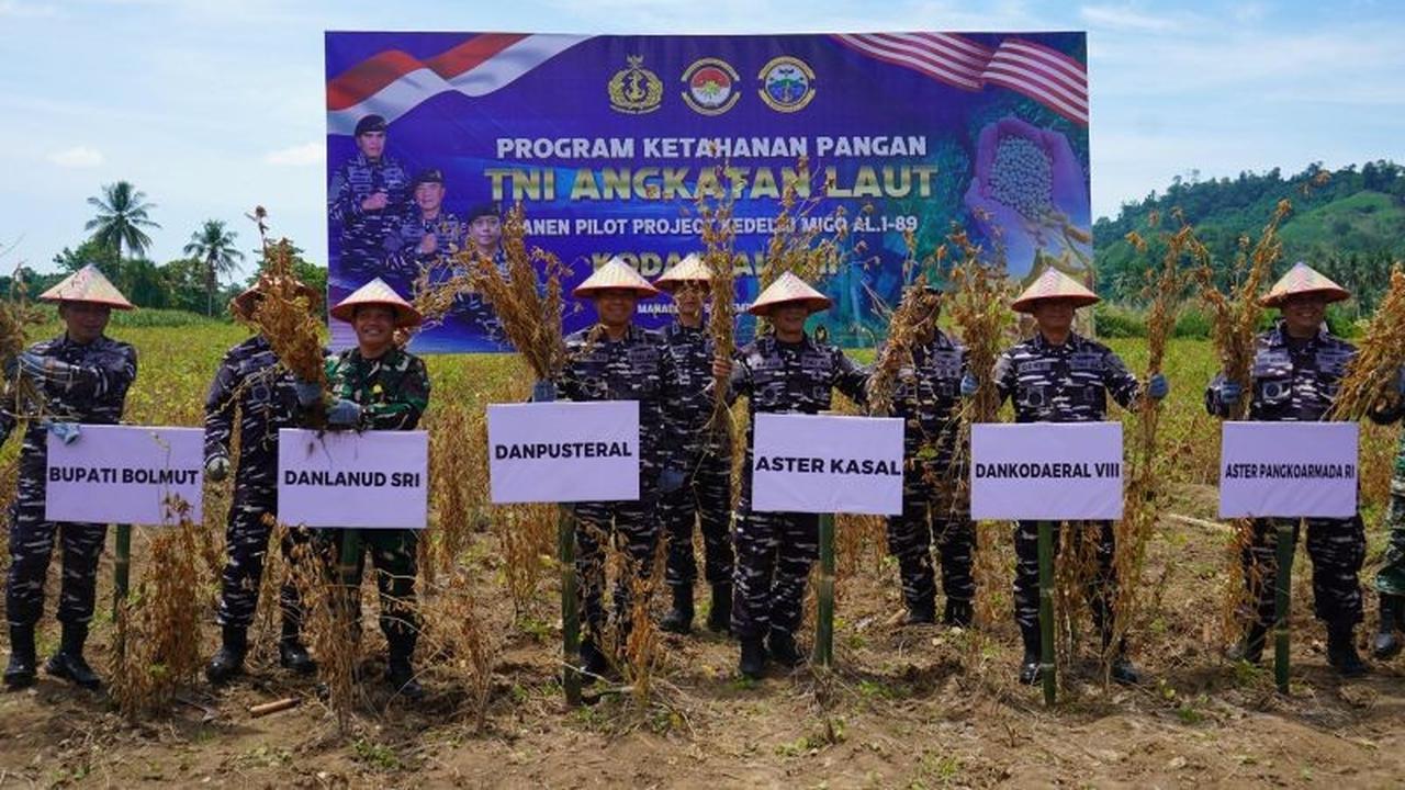 TNI AL Sukses Panen 8 Ton Kedelai MIGO AL.1-89 di Bolmut, Perkuat Ketahanan Pangan Nasional