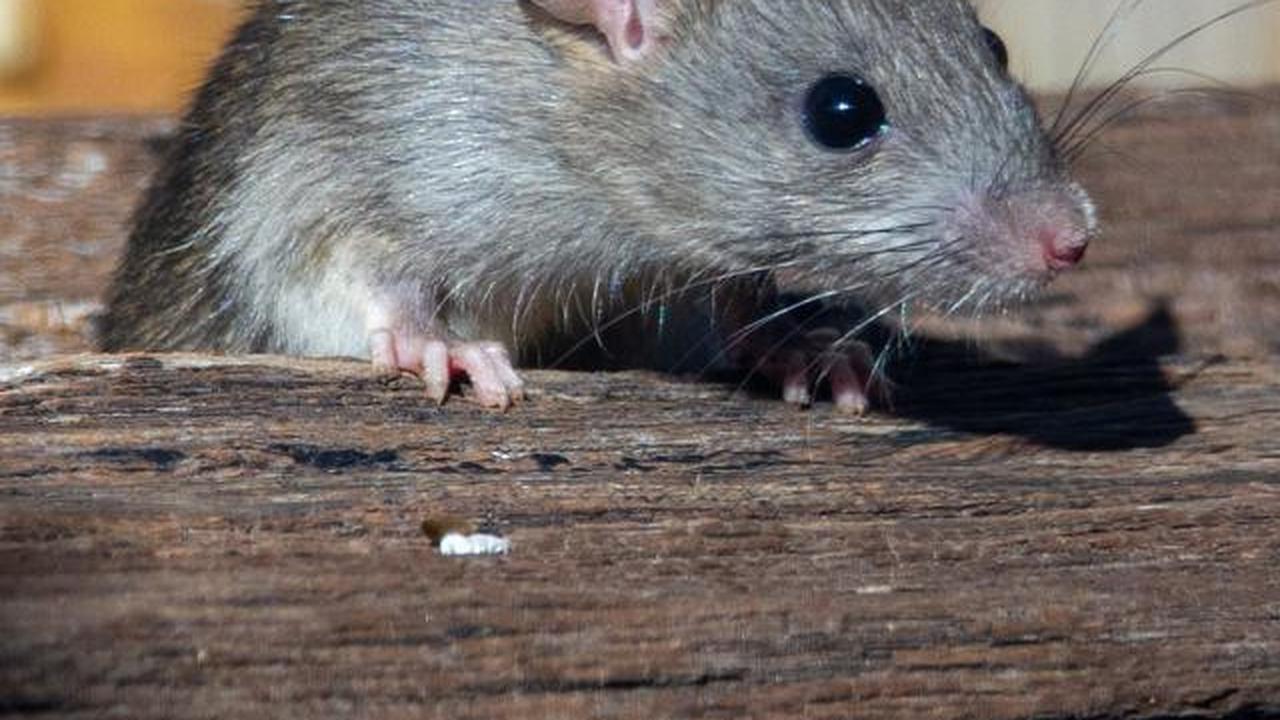 9 Cara Mencegah Tikus Kembali ke Rumah Setelah Diusir, Dijamin Efektif