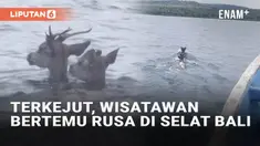 Berwisata ke laut umumnya mengharapkan pemandangan beragam ikan dan satwa laut lainnya. Namun rombongan wisatawan di Selat Bali ini justru menangkap momen tak terduga. Dari kejauhan tampak seperti ekor lumba-lumba, namun tak disangka mereka bertemu d...