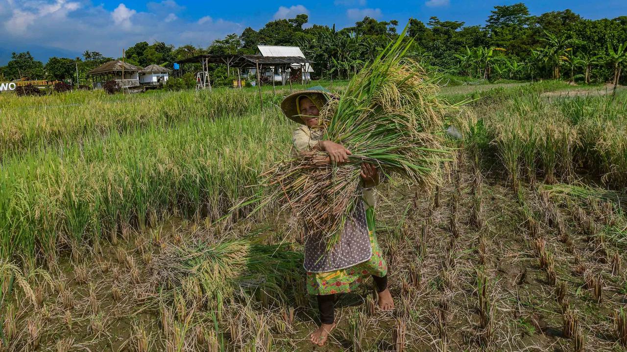 FOTO: Serapan Gabah Bulog Meningkat Perkuat Ketahanan Pangan Nasional