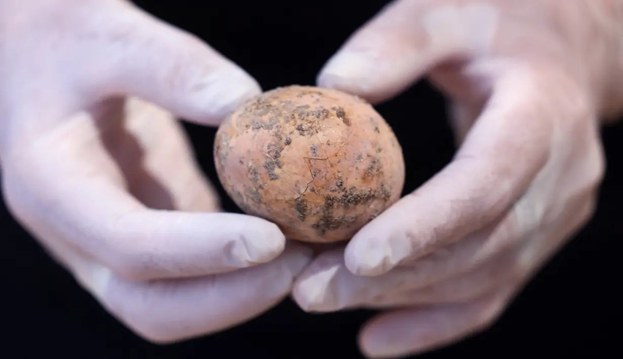 Arkeolog menunjukkan telur ayam berusia 1.000 tahun yang ditemukan selama penggalian di Kota Yavne, Israel, Rabu (9/6/2021). Telur ayam yang hampir utuh tersebut ditemukan baru-baru ini di sebuah tangki septik. (Emmanuel DUNAND/AFP)