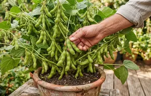 Cara Menanam Edamame di Rumah dalam Pot, Mudah dan Praktis