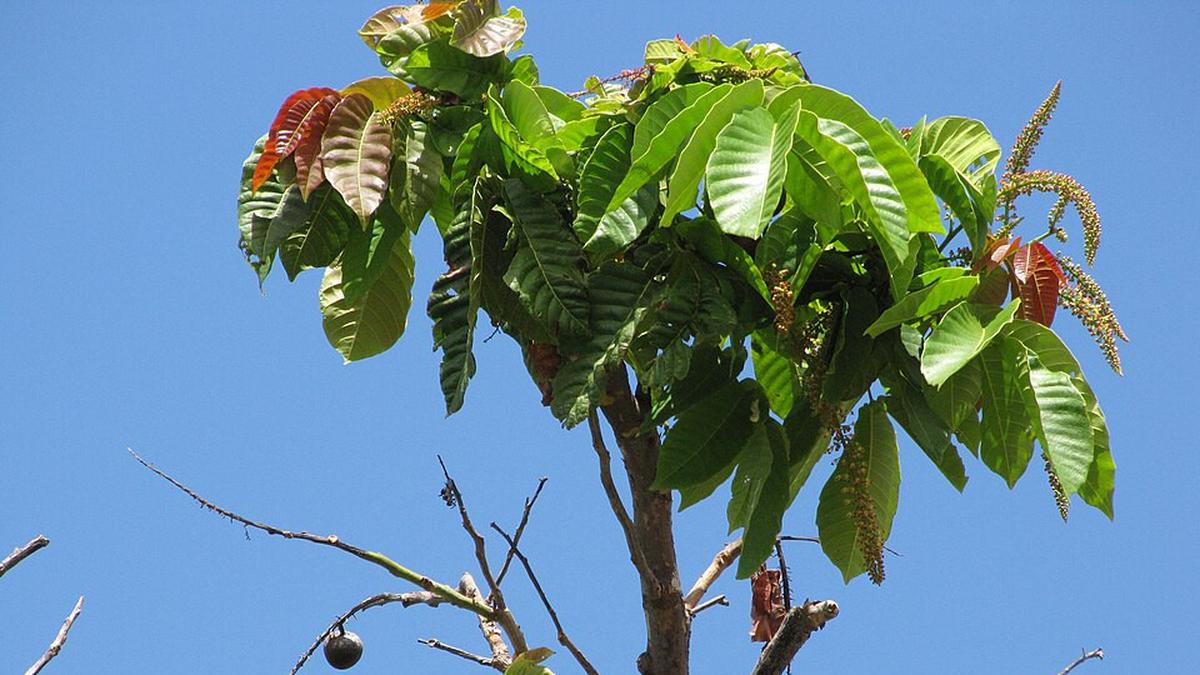 9 Cara Merangsang Pohon Matoa Cepat Berbuah Lebat, Cocok untuk Pemula