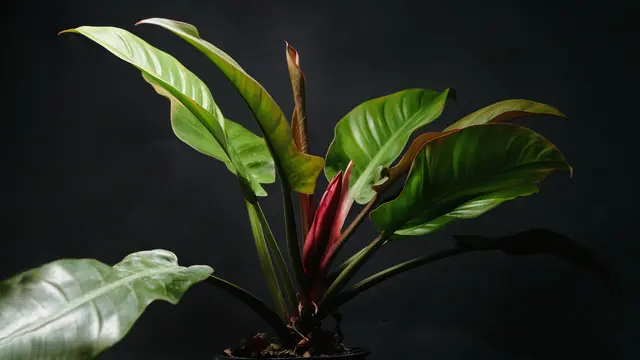 Tanaman hias Philodendron Merah