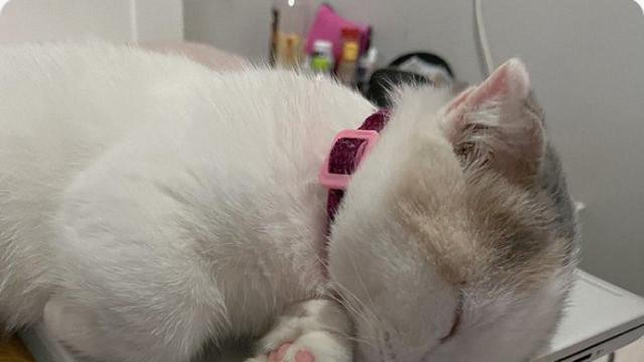 Mengapa Kucing Suka Duduk di Laptop? Ini Penjelasannya