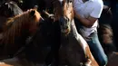 Seorang pria berusaha menjinakkan kuda liar selama festival tradisional "Rapa das Bestas" di Desa Sabucedo, Spanyol, 7 Juli 2018. Ratusan kuda liar ditangkap dari pegunungan untuk dipangkas rambutnya kemudian ditandai. (AFP/MIGUEL RIOPAv)